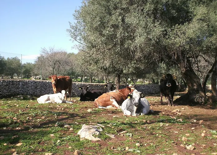 팜스테이 Fattoria Terra E Liberta 콘트라다 마에지오